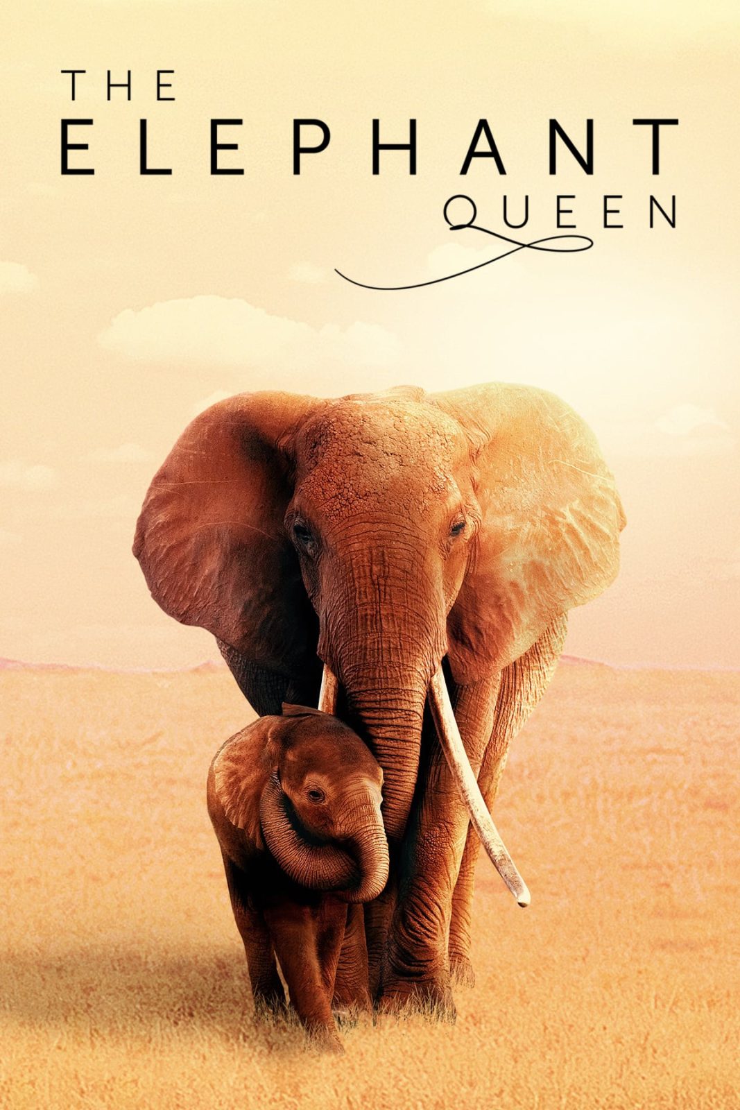 دانلود مستند The Elephant Queen 2019